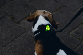 Hondenlampje Beeztees Flasher Collite Groen