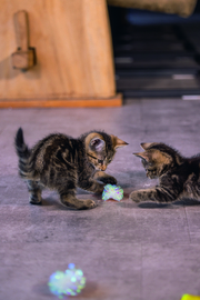 Kitten Krinkel Balletjes
