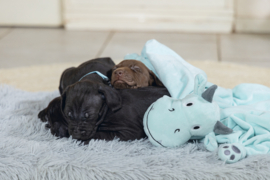 Puppy Knuffeldoek Draak Yi