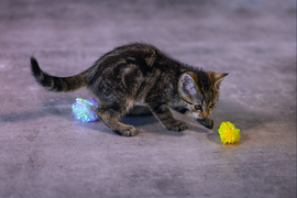 Kitten Krinkel Balletjes