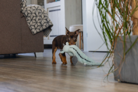 Puppy Flatino Draak Yi