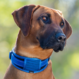 Rogz 4 Dogz Classic Padded Collar Blauw