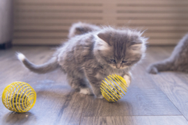 Beeztees Kitten Springbal | Kattenspeelgoed