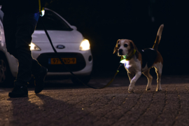 Lichtgevende Halsband Parinca Geel Small
