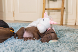 Puppy Flatino Unicorn Lo