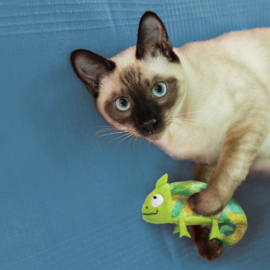 KONG refillables Kameleon catnip