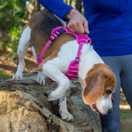 Rogz 4 Dogz Explore Harness Zwart