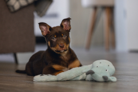 Puppy Flatino Draak Yi