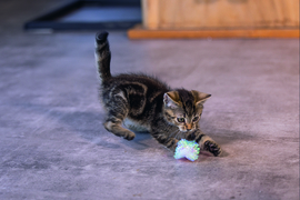 Kitten Krinkel Balletjes