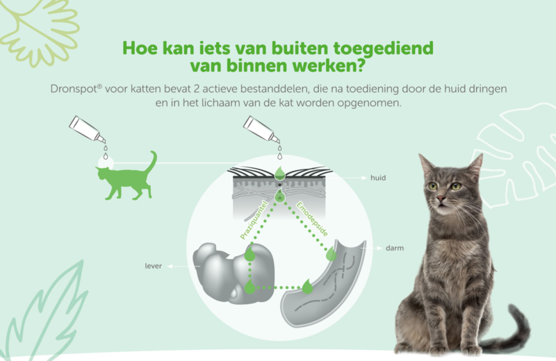 Dronspot kat 2 | Wormen bestrijding | Langhout's Dierenspeciaalzaak