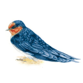 West Yorkshire Spinners - Signature Zwaluw