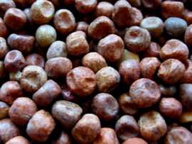 Maple peas ( erwten ) 3 kg