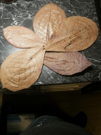 A grade Catappa bladeren maat M ( middel ) 50 stuks