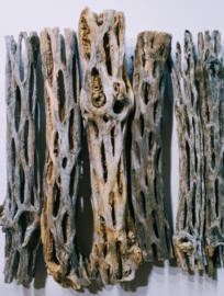 Cholla wood Large