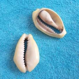 COWRIE SCHELPEN groot 2,5-3 cm geslepen achterkant | 10 stuks