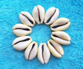 COWRIE SCHELPEN mini tot 2 cm geslepen achterkant | 10 stuks