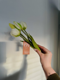 Tulp klein wit