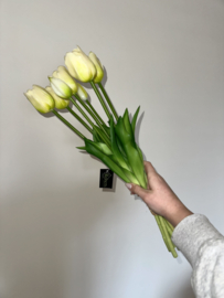 Tulp lang wit