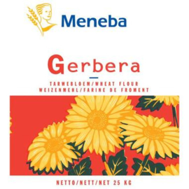 Gerbera