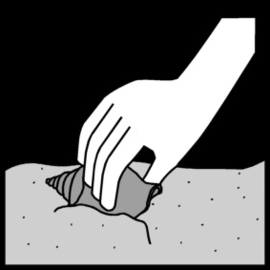 7.051 Strandjutten/ schelpen zoeken