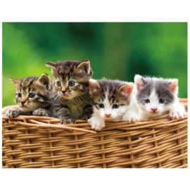 3D magneet KITTENS IN MAND