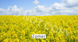 Zomer - T&V