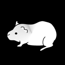 2.004 Cavia