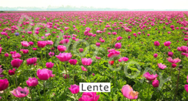 Lente - T&V