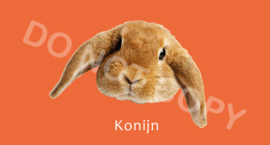 Konijn - T/V