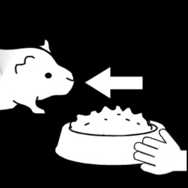 2.008 Cavia voeren