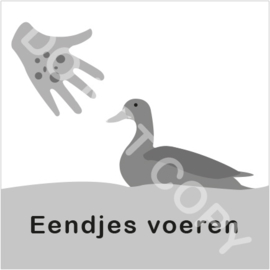 ZW/W - Eendjes voeren