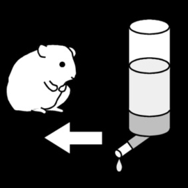 2.019 Hamster voeren