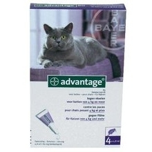 BAYER advantage kat 4 pipetten  >4 KG