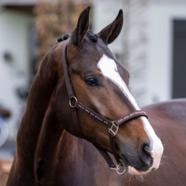 Halster HVPNena brown
