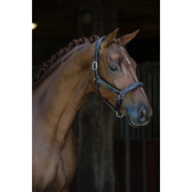 Showtime lederen halster World-wide Full