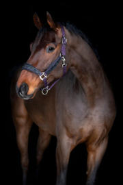 Horse Guard Angel glitter halter purple
