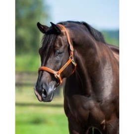 HB Show time lederen halster Horse name Full