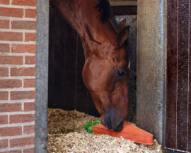 Paardenspeelgoed XL