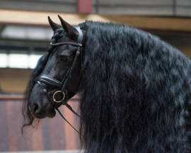 Hoofdstel Selene incl. teugel full