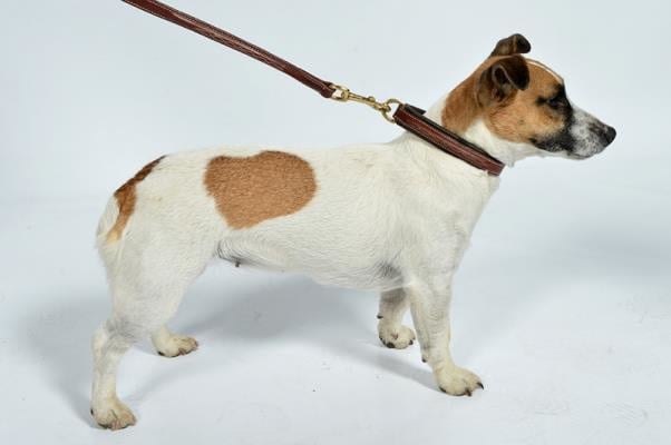 Vochtigheid Groen Wantrouwen LJ Honden leiband met sierstiksels | HOND | Kirsty's Horseshop