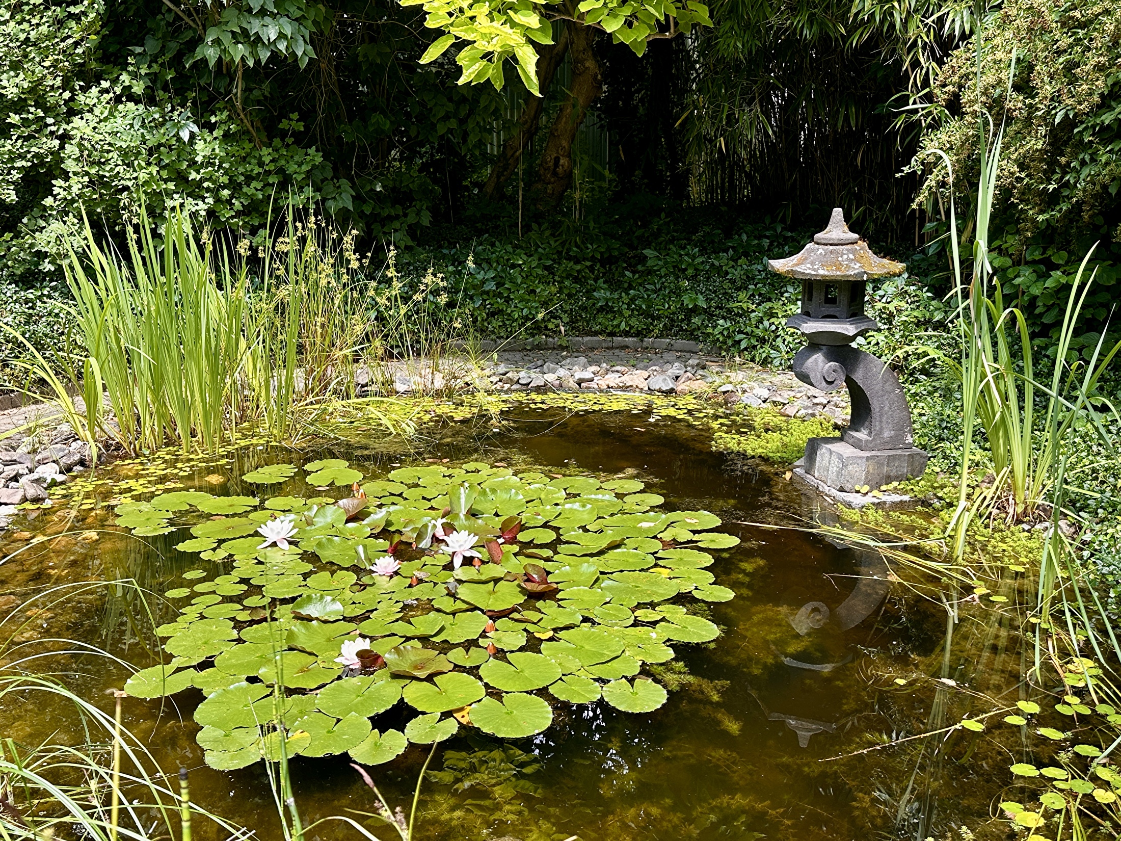 ZOMER in de tuin Japonais