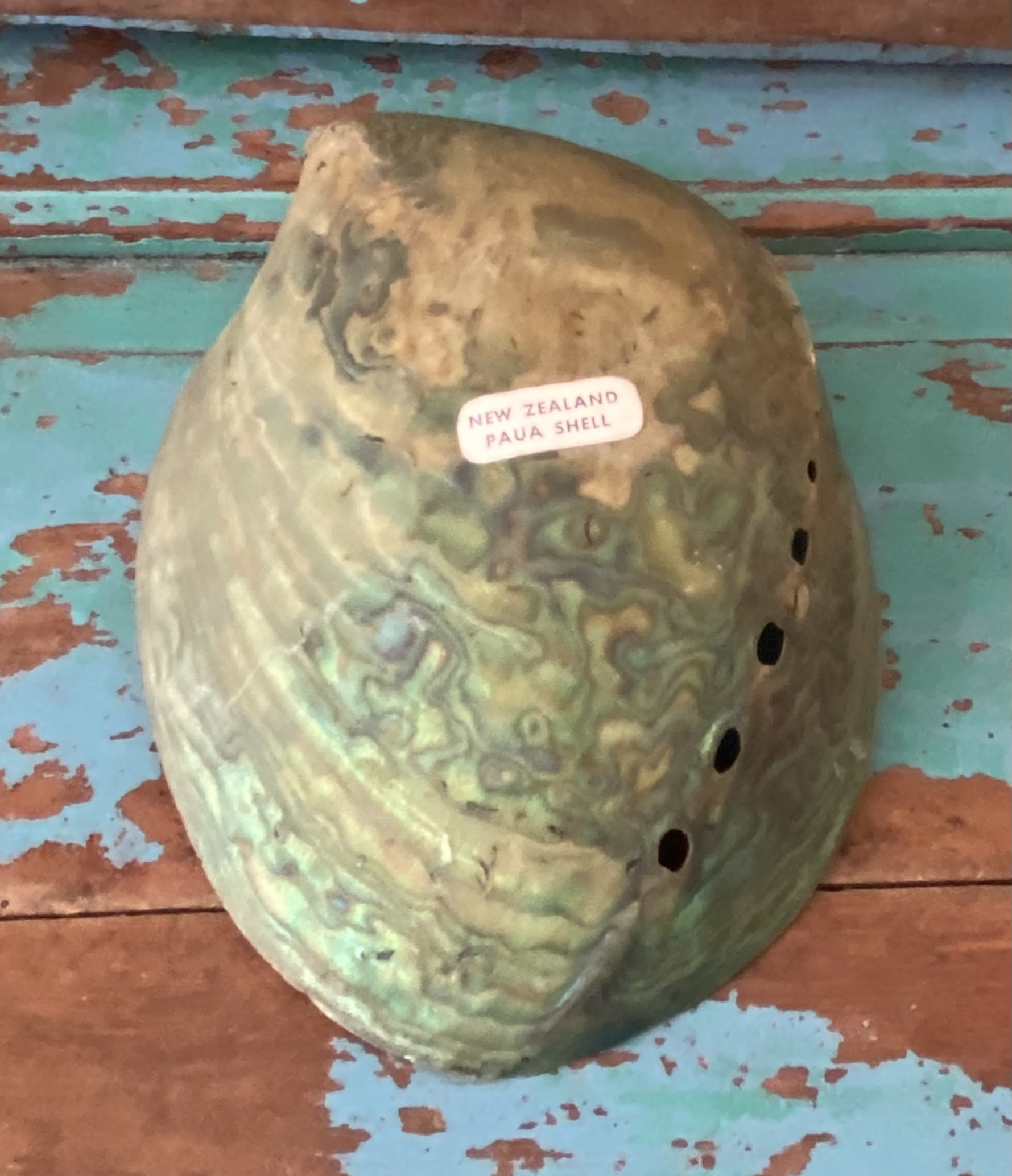 Abalone schelp