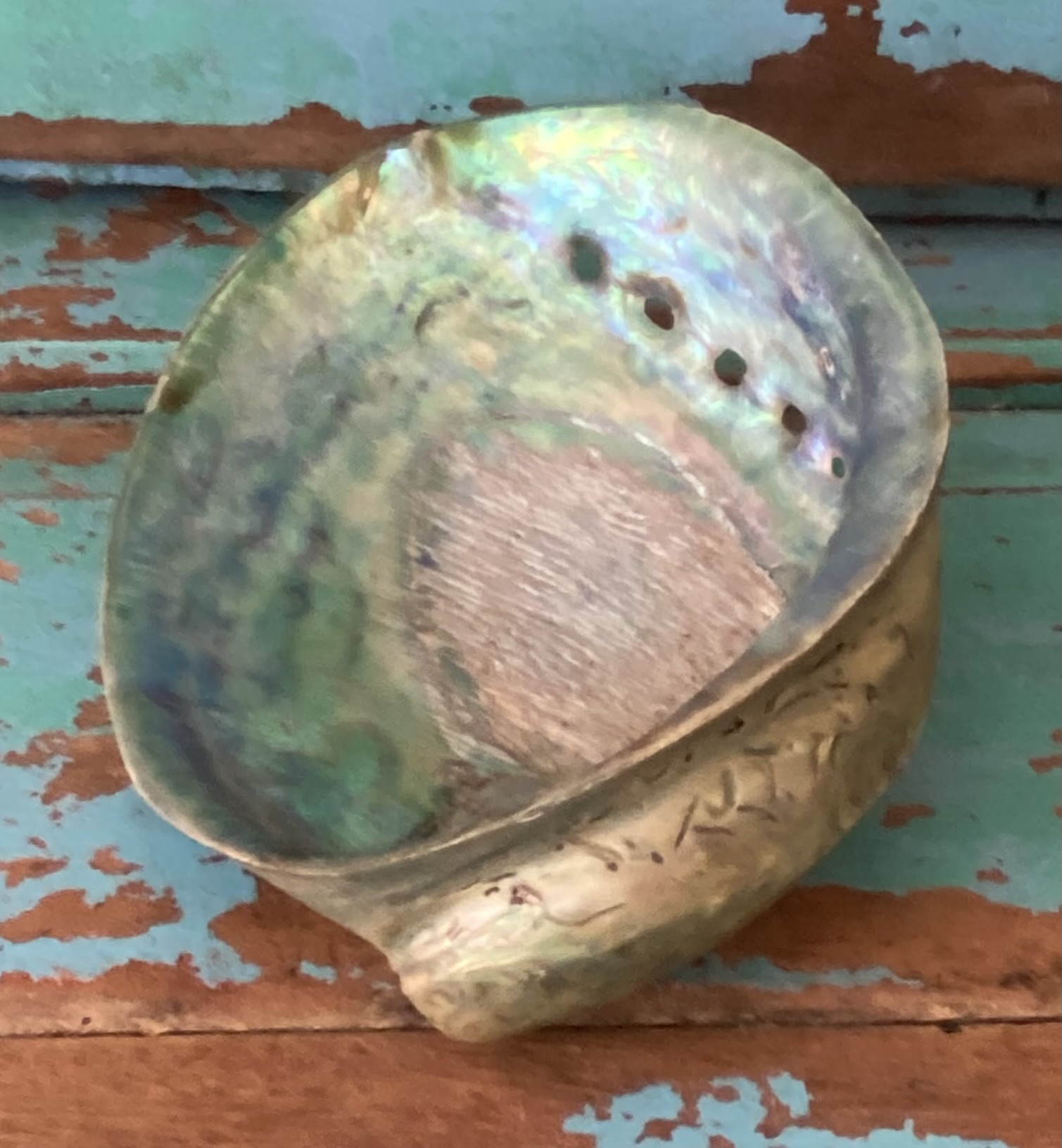 Abalone schelp