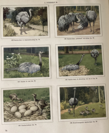 Apen en Hoefdieren in Artis