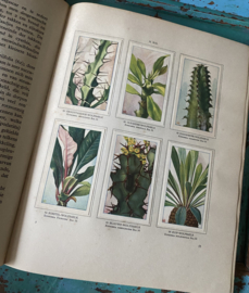 Verkadeboek “Vetplanten”