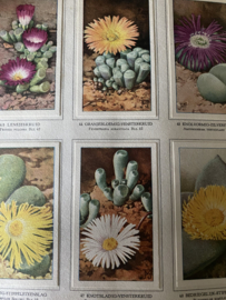 Verkadeboek “Vetplanten”