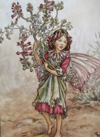 Flower Fairies of the Wayside