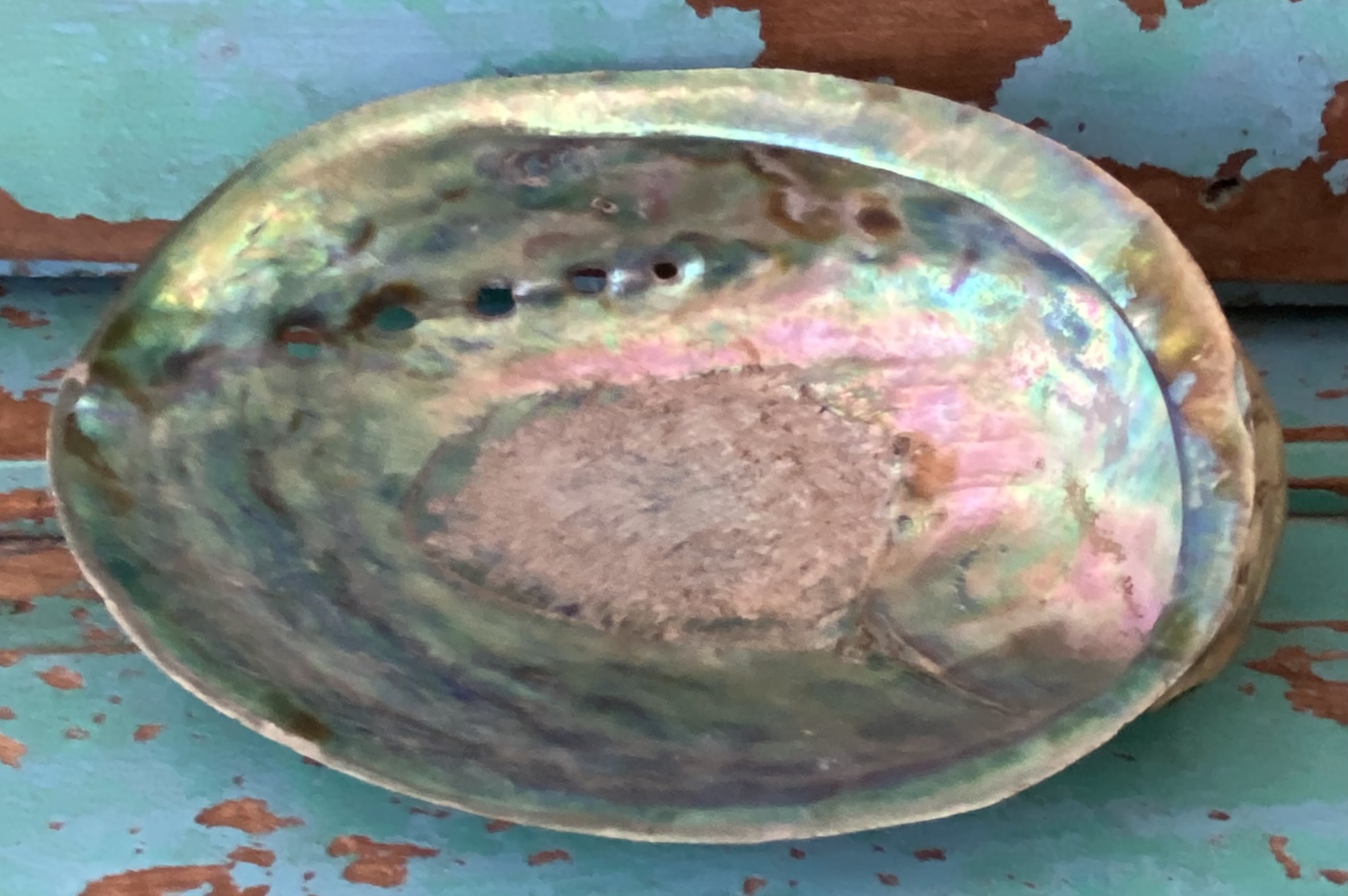 Abalone schelp