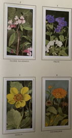 Verkade boek “Herfst”