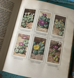 Verkadeboek “Vetplanten”